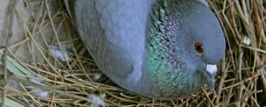 Bird Prevention